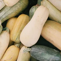 Courgettes & Squash 